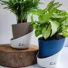 Bamboo Palm & Syngonium Butterfly White Combo