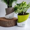 Bamboo Palm & Enjoy Money Plant Combo
