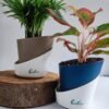 Bamboo Palm & Aglaonema Lipstick Combo