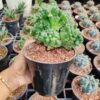 Euphorbia Horrida Cristata