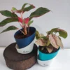 Aglaonema Lipstick & Syngonium Pink Combo