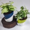 Syngonium Butterfly White & Enjoy Money Plant Combo