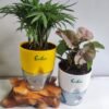 Bamboo Palm & Syngonium Pink Plant Combo