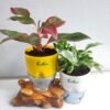 Aglaonema Lipstick & Enjoy Money Plant Combos