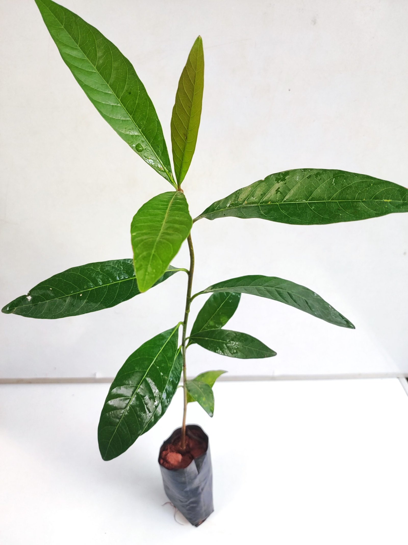 Llluppai Tree Plant - Mahua Plant - Butternut Tree - Madhuca longifolia