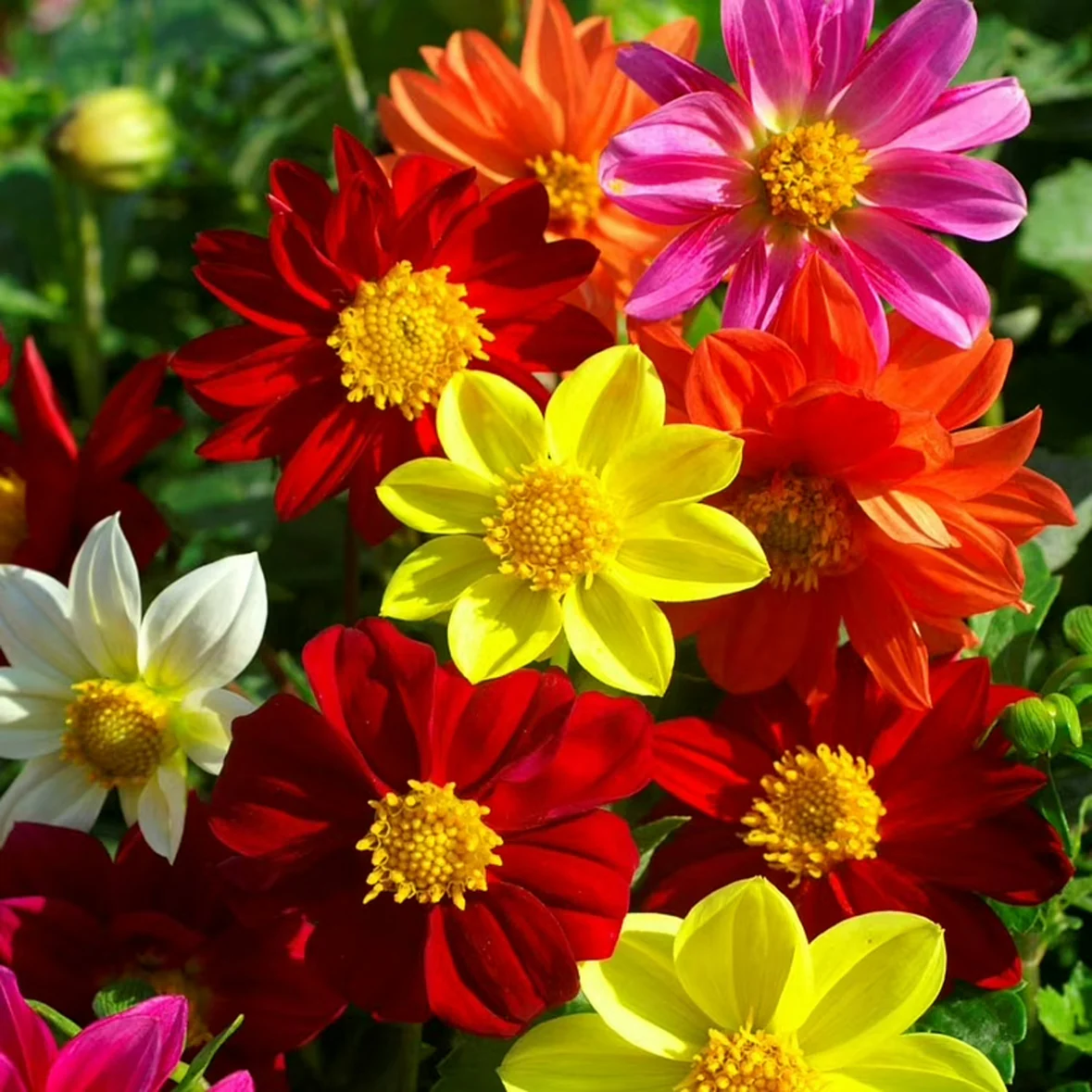 Dahlia Mixed Seeds
