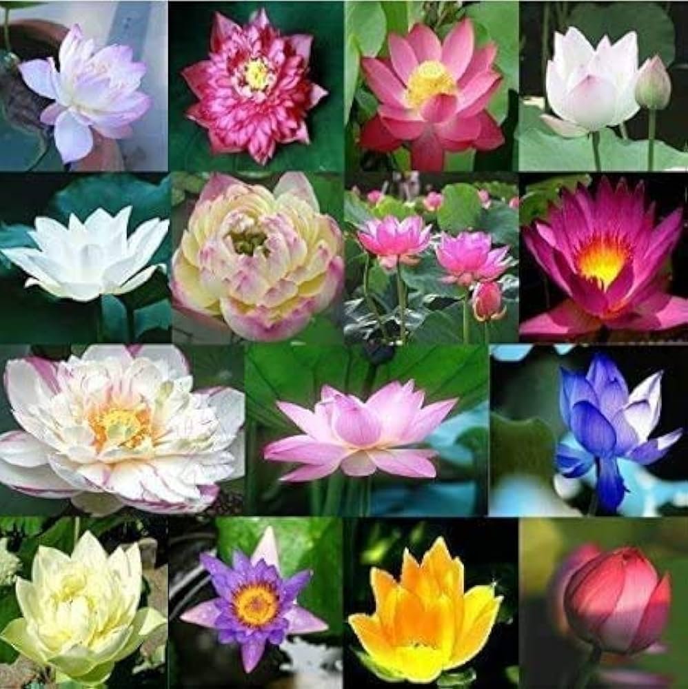 Lotus Angeliana Mixed Hybrid Seeds