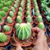 Cacti/ Cactus Echinopsis 'Cupcake'
