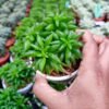 Peperomia Axillaris-Succulent