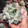 Echeveria 'Chinensis white'-Succulent