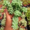 Sedum Burrito 'Babv Donkenv's Tail' - Succulent
