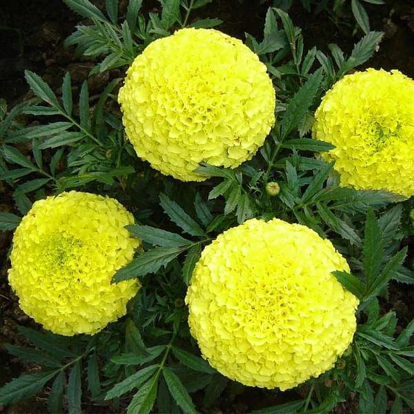 Marigold Pusa Basanti