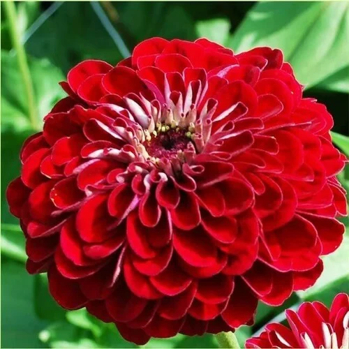 Zinnia Red