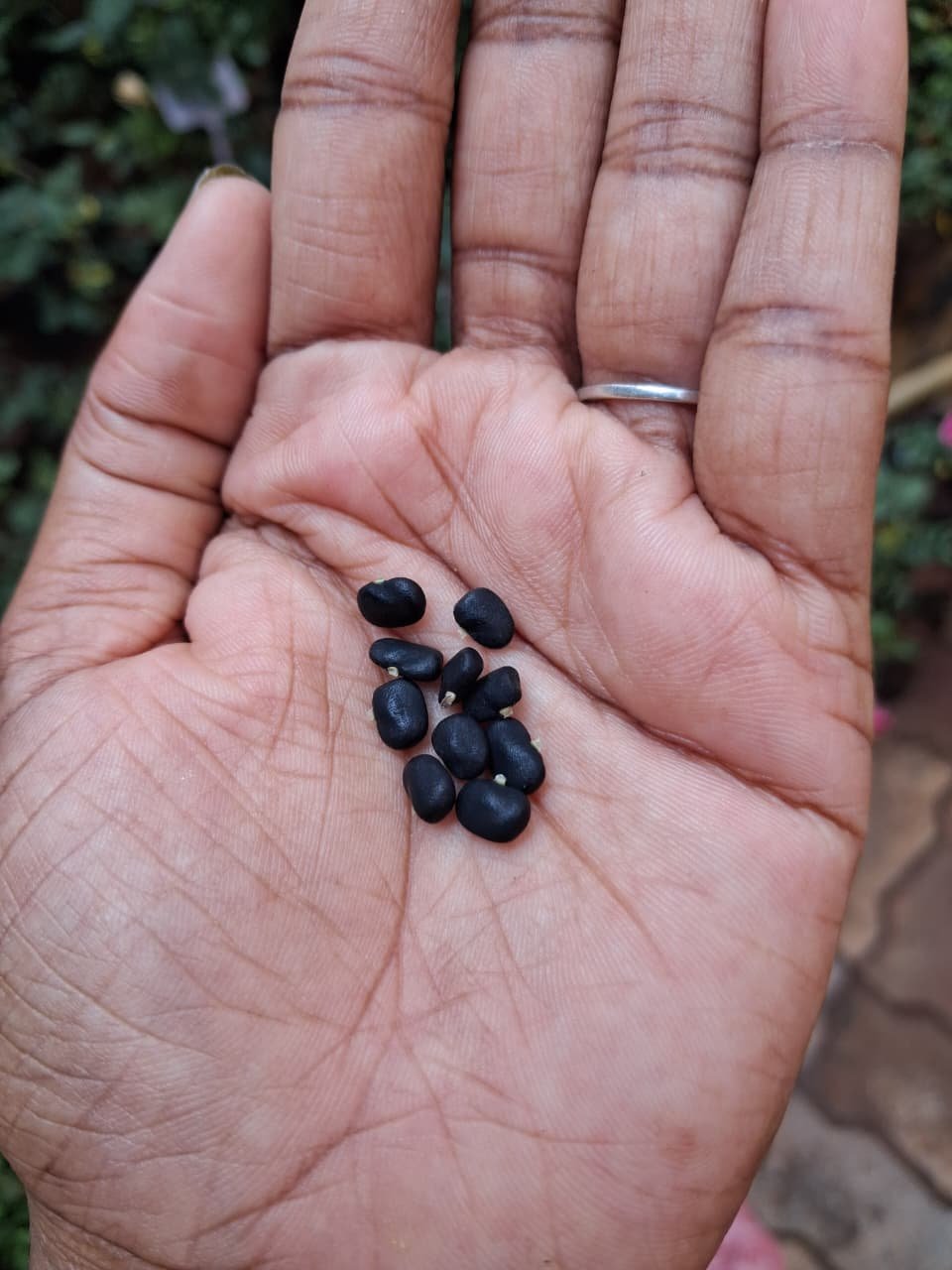 Shankupushpi (Blue Double petel) Aparajitha/Sangu Poo/Clitoria ternatae/Butterfly Pea Flower Seeds/Adukku sangu poo seeds - Image 2