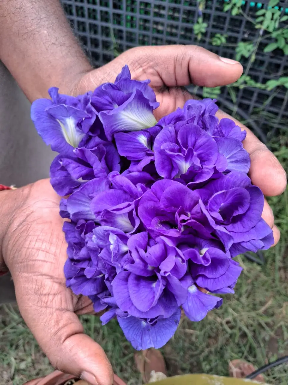 Shankupushpi (Blue Double petel) Aparajitha/Sangu Poo/Clitoria ternatae/Butterfly Pea Flower Seeds/Adukku sangu poo seeds