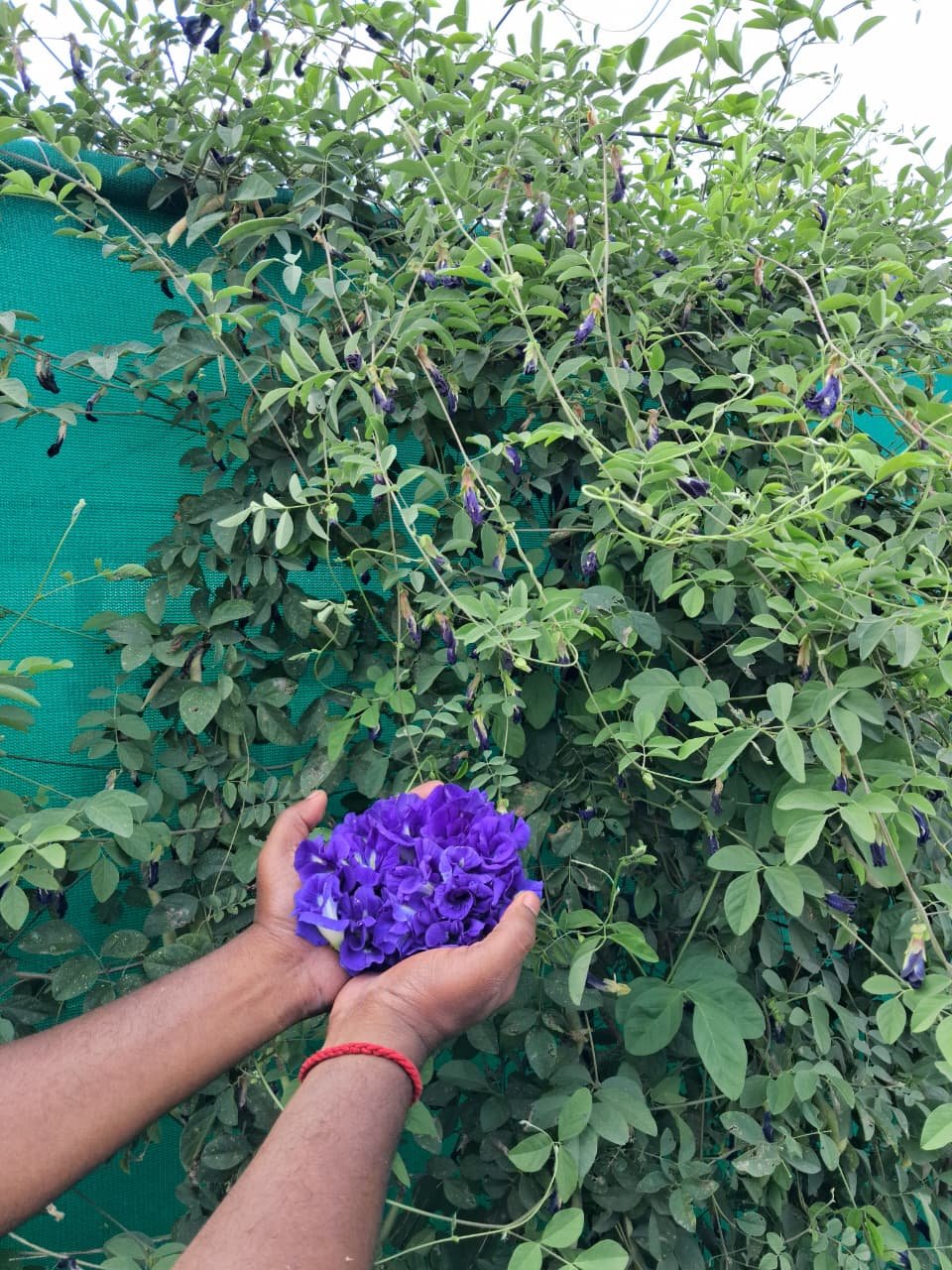 Shankupushpi (Blue Double petel) Aparajitha/Sangu Poo/Clitoria ternatae/Butterfly Pea Flower Seeds/Adukku sangu poo seeds - Image 3
