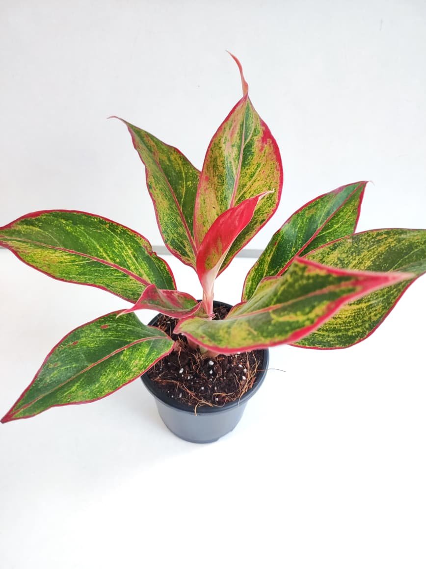 Aglaonema Lipstick- Offer