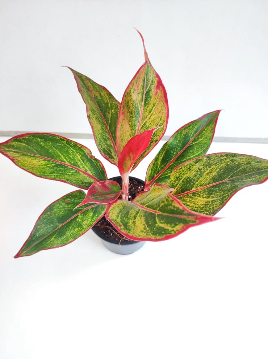 Aglaonema Lipstick- Offer - Image 2