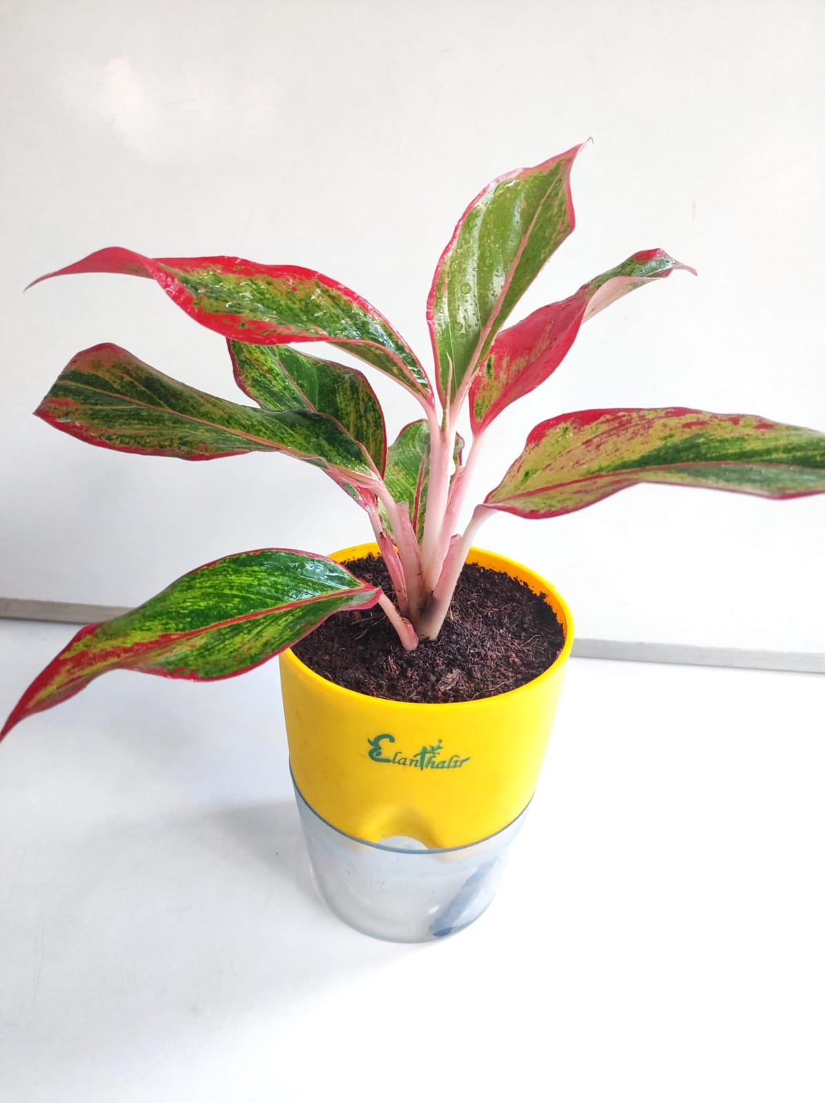 Aglaonema Lipstick Self Watering Pot- Offer