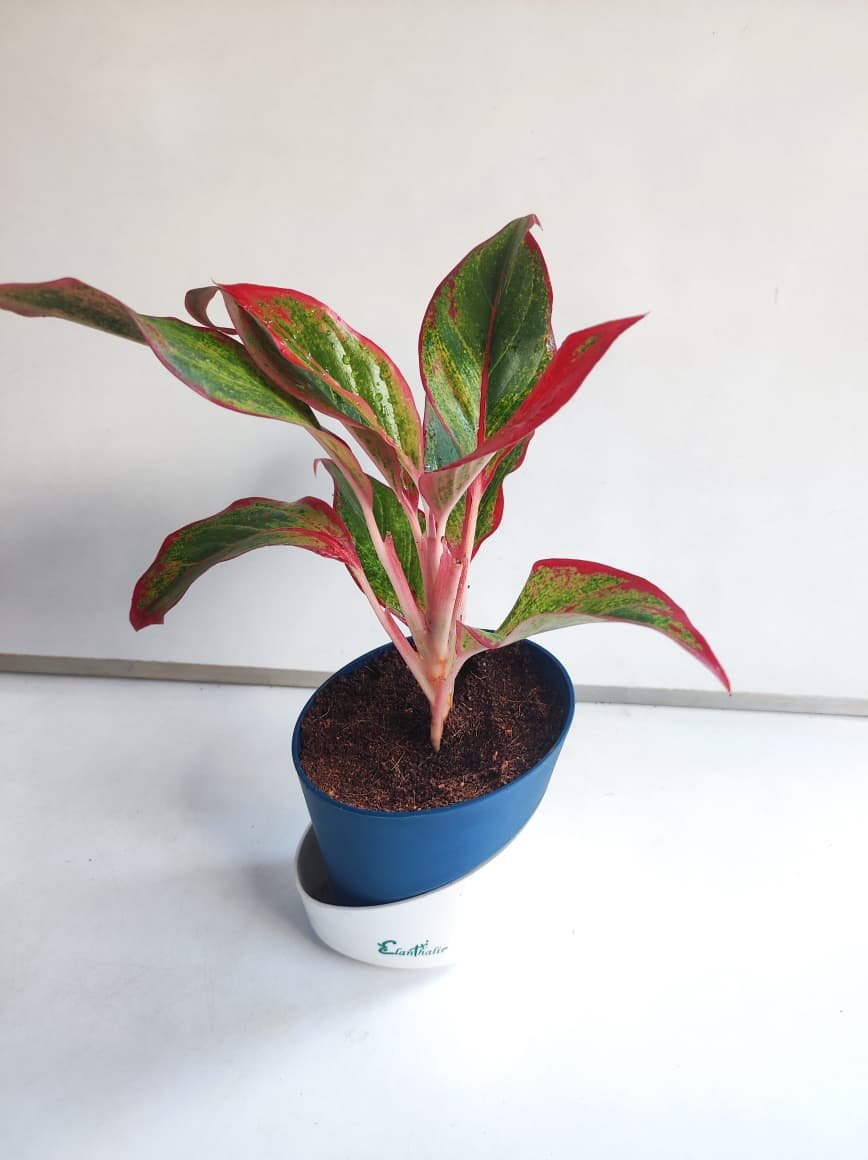 Aglaonema Lipstick Self Watering Pot- Offer - Image 2