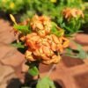 Ixora Large- Orange Hybrid Dwarf