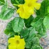 Allamanda Creeper – Yellow(offer)