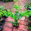 Barbados Cherry Live Plant- Set Of 2 Plants