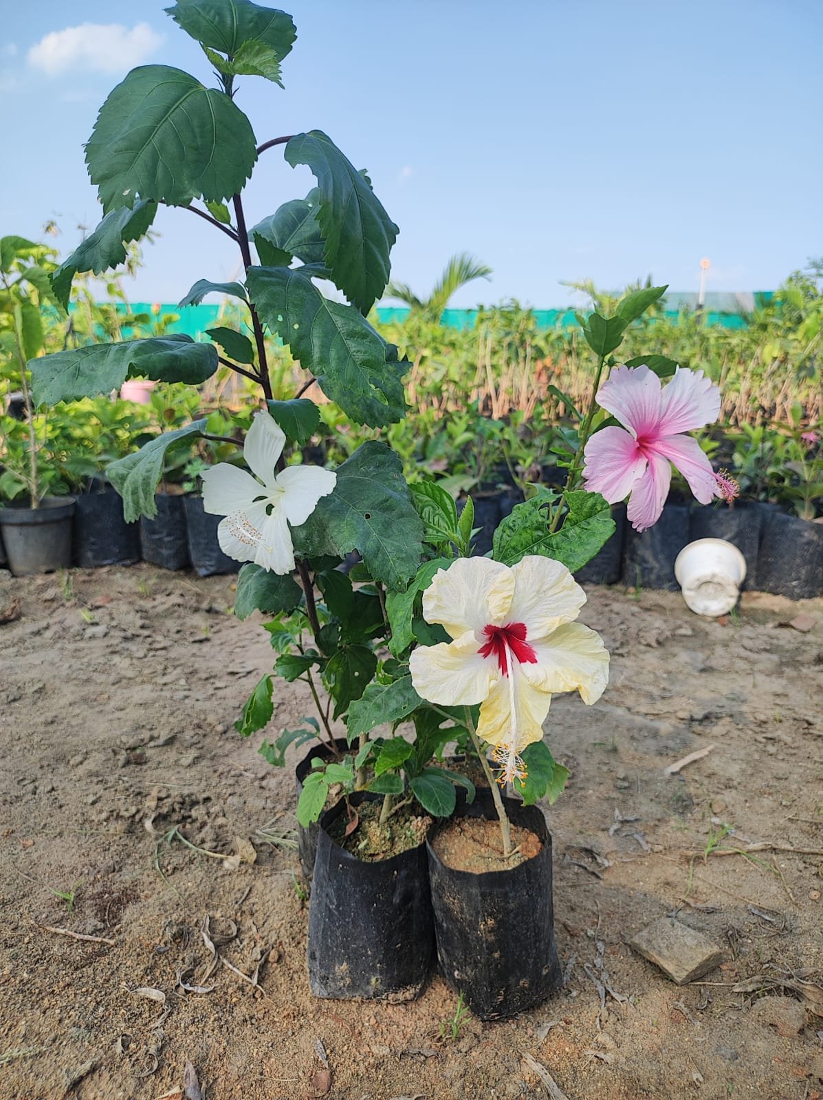 4 Hibiscus Plants ComboH