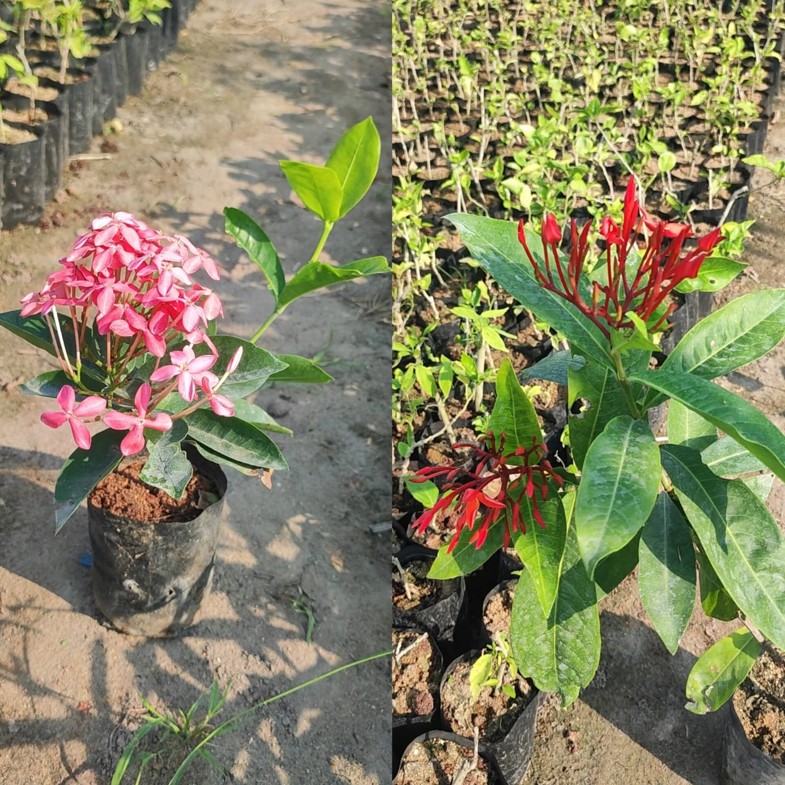 Ixora pink and red combo offer
