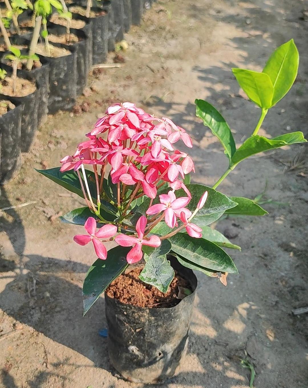 Ixora pink and red combo offer - Image 2