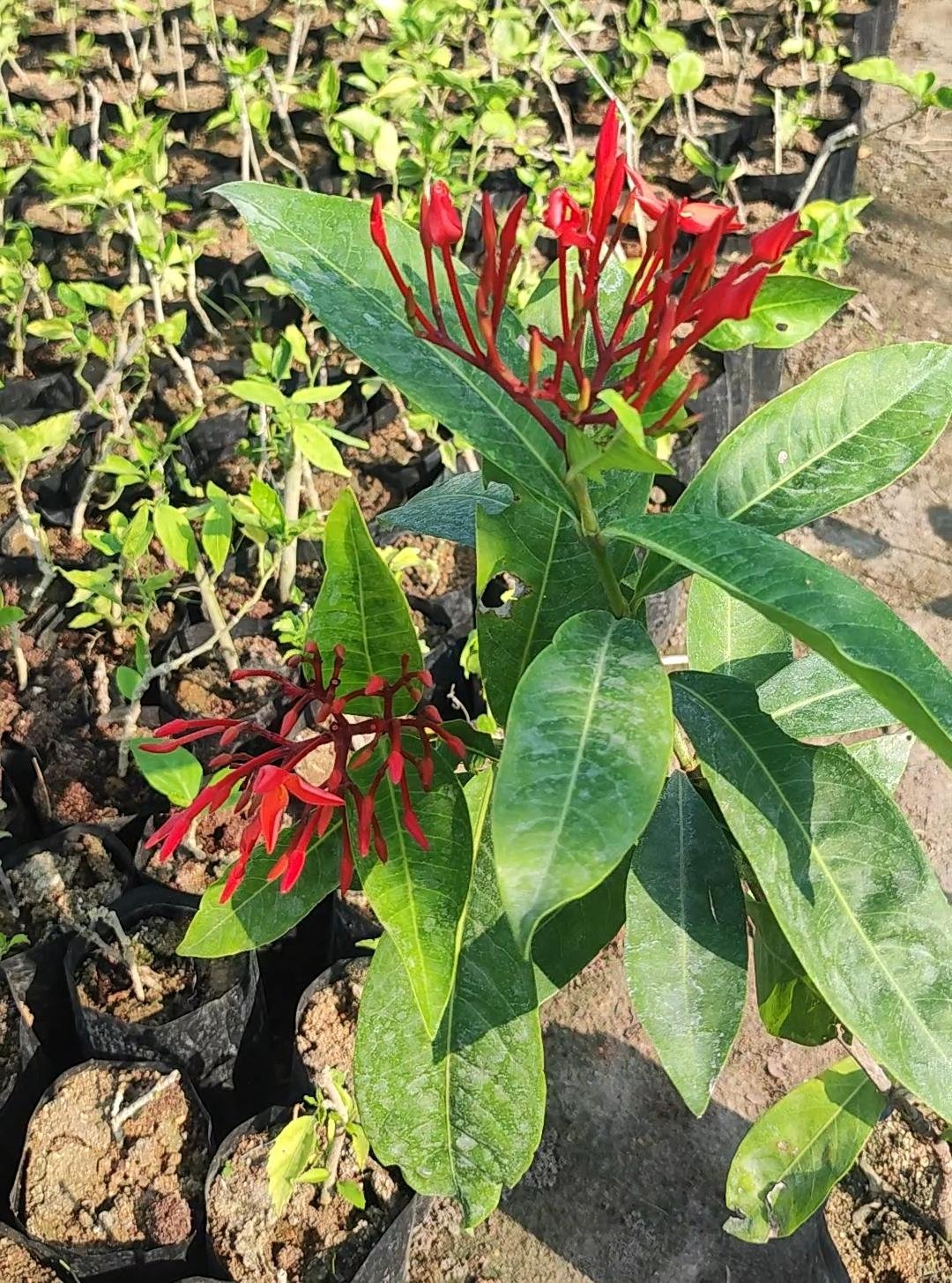 Ixora pink and red combo offer - Image 3