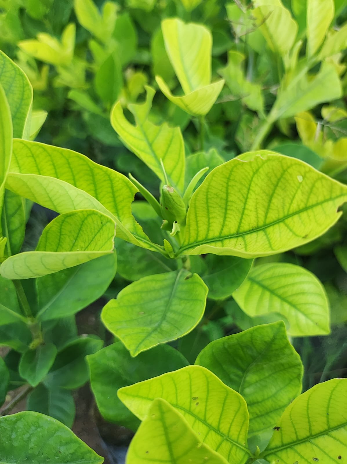 Paarijaatham Large Live Plant-Offer - Image 2