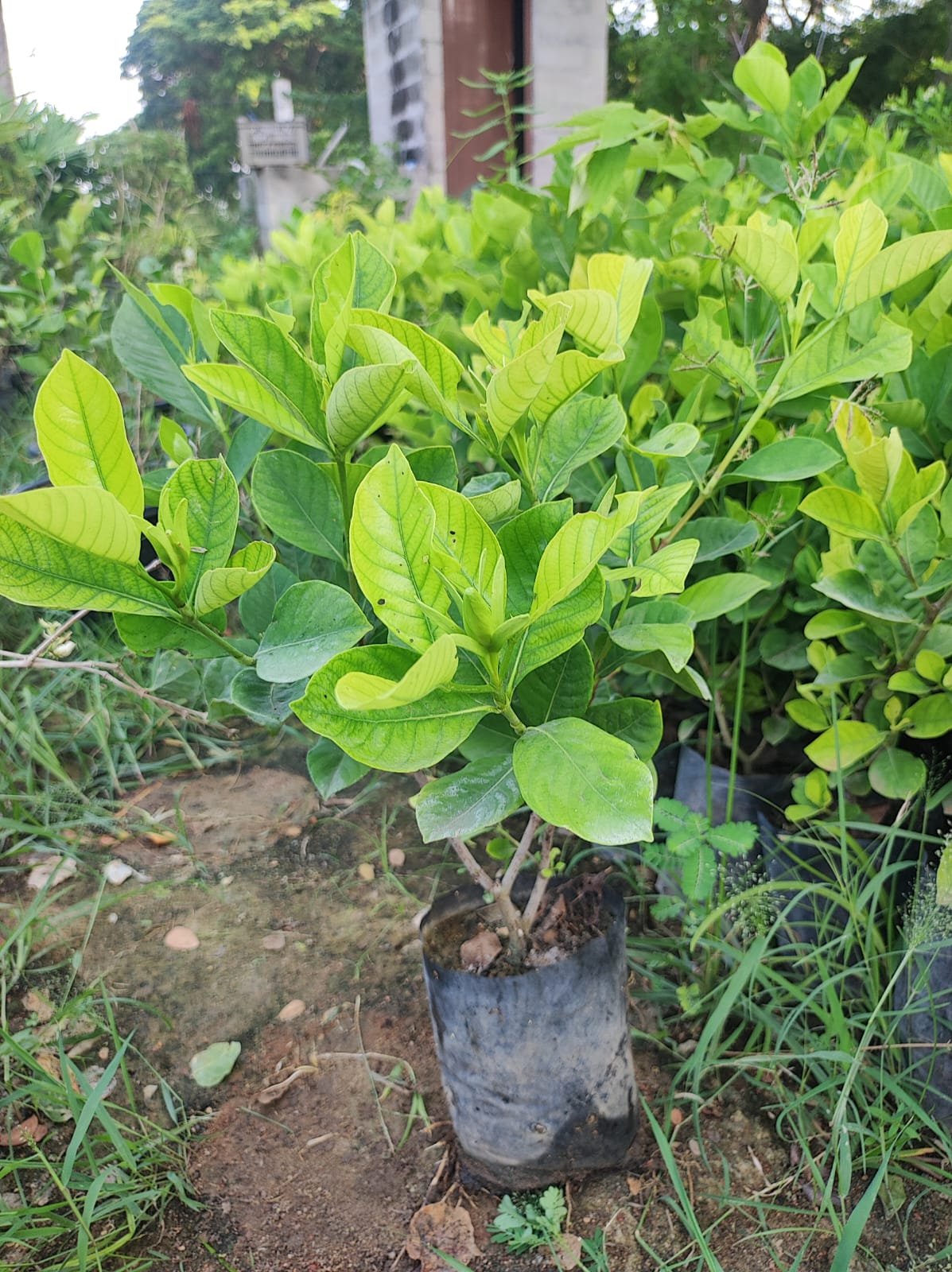 Paarijaatham Large Live Plant-Offer