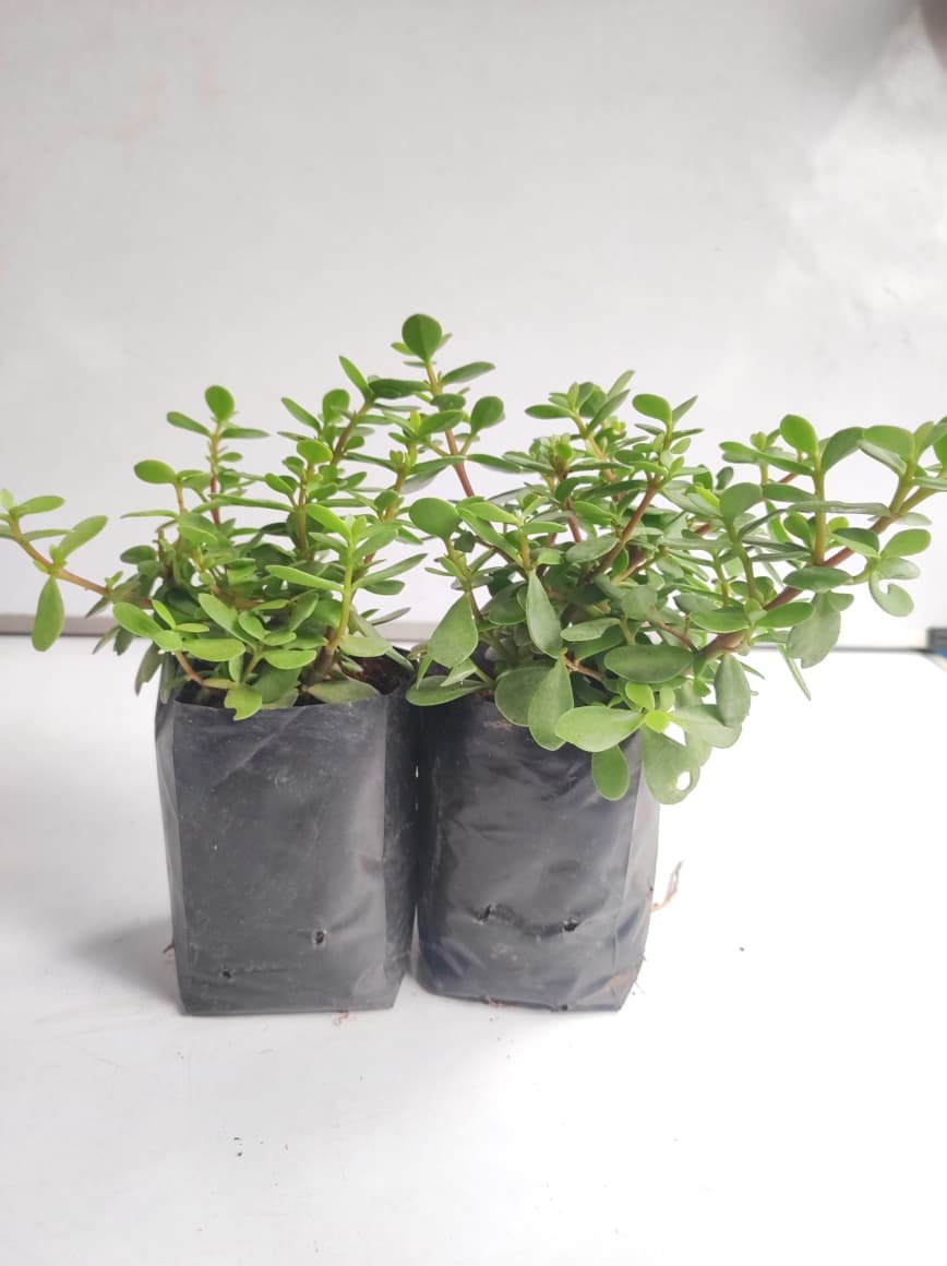 Jade Plant-Offer