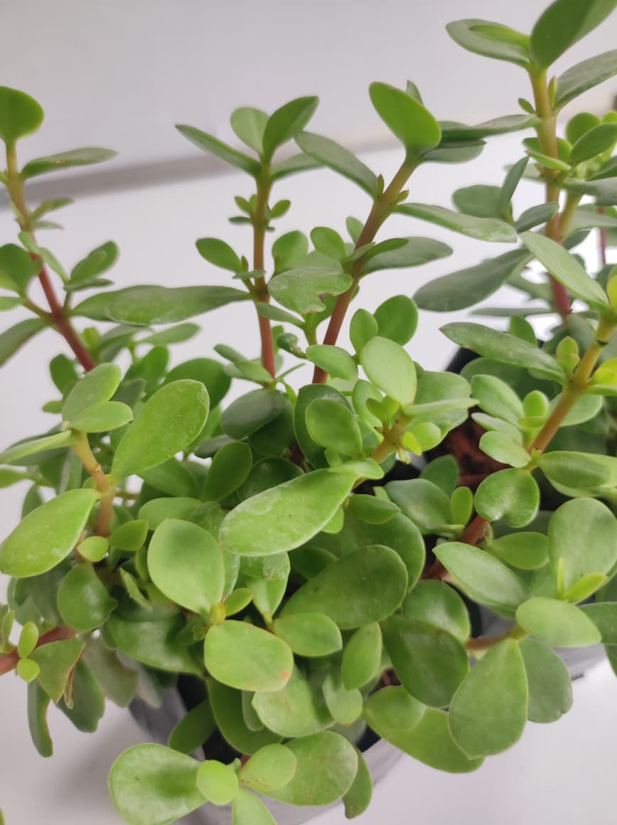 Jade Plant-Offer - Image 3