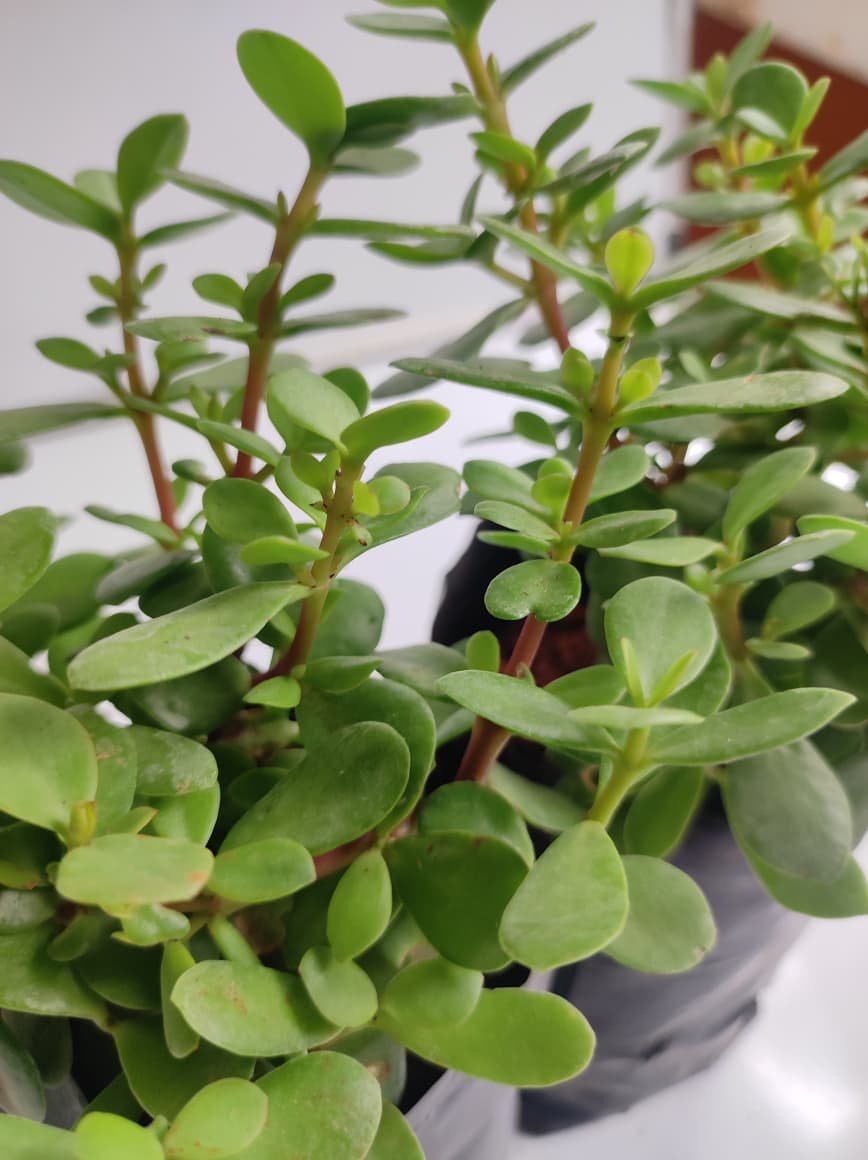 Jade Plant-Offer - Image 2