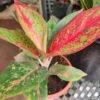 Aglaonema Star dust / Chinese Evergreen