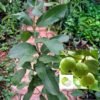 Allahabad safeda Guava / Guava Air layering grafted live plant