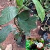 Mangosteen / Mangustaan / Ivarumamidi /  Kaattampi grafted live plant