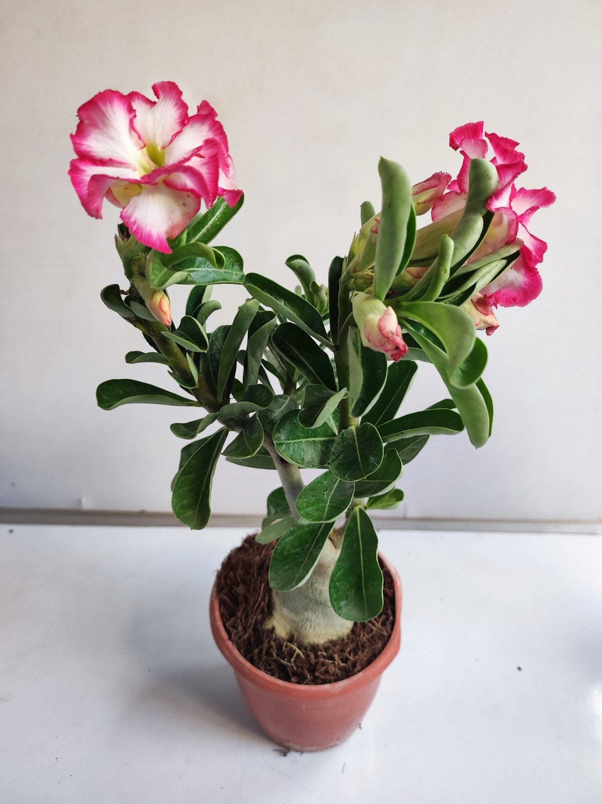 Adenium mixed colors - Set os 2 plants combo - Image 3