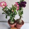 Adenium mixed colors - Set os 2 plants combo