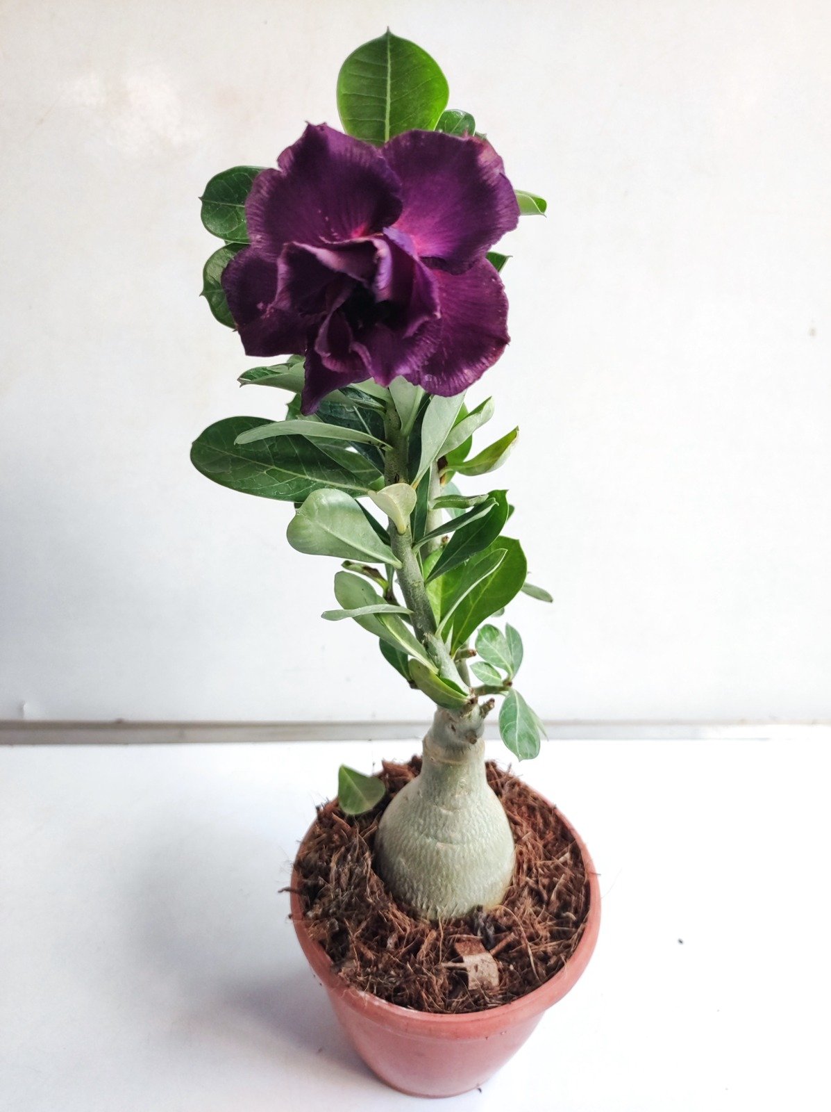 Adenium mixed colors - Set os 2 plants combo - Image 2