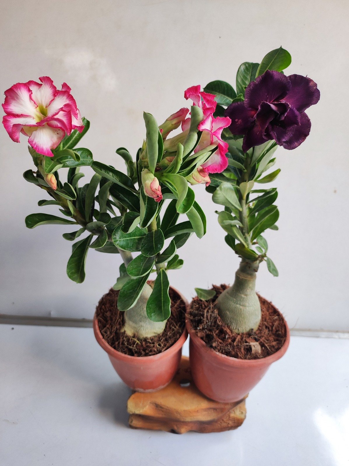 Adenium mixed colors - Set os 2 plants combo