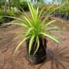 variegated Pandanus plant