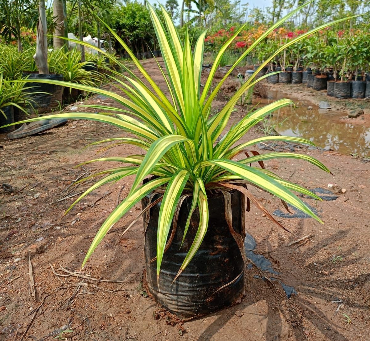 variegated Pandanus plant