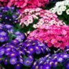 Cineraria Mixed Flower Seeds