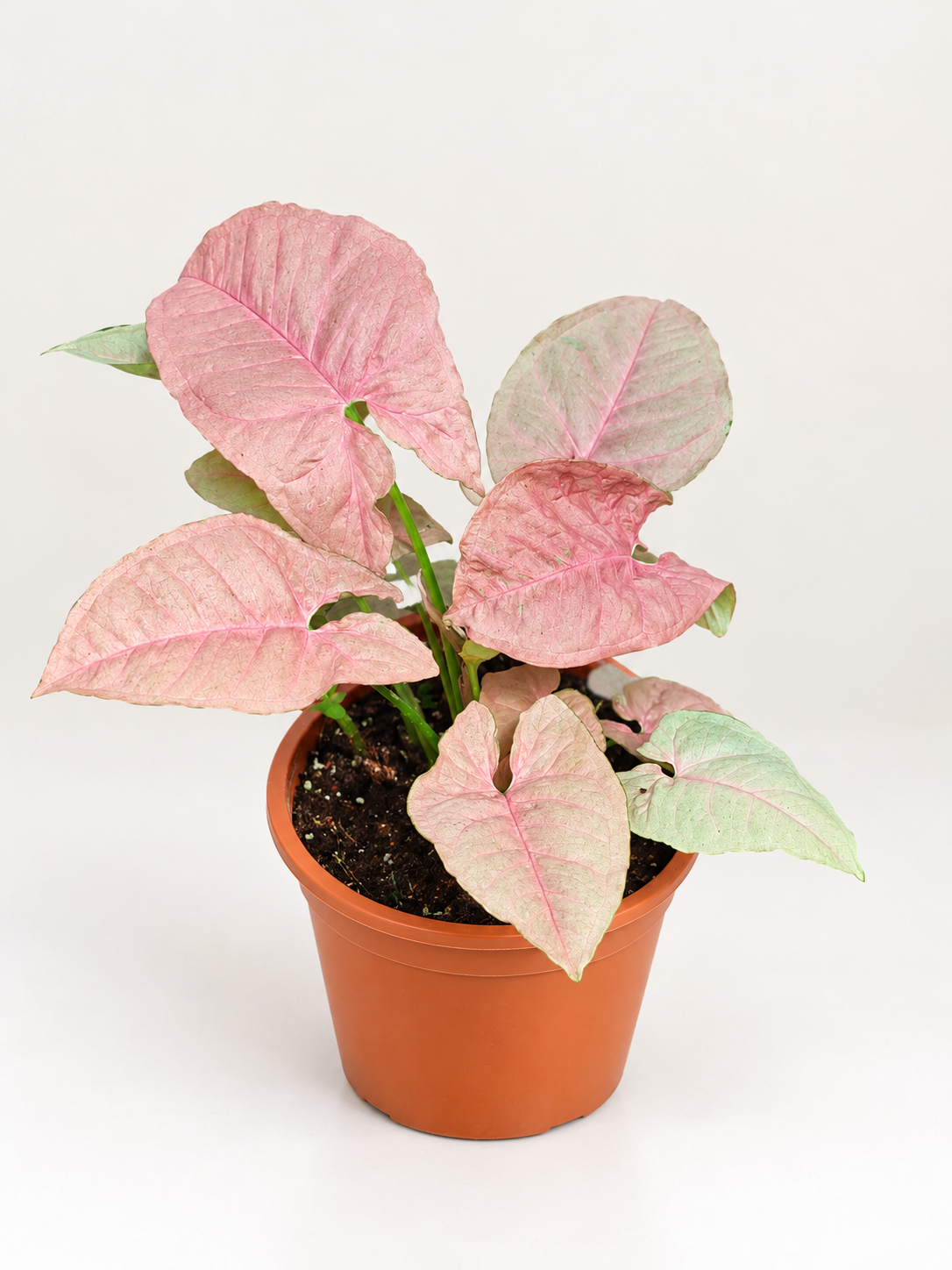 Syngonium Pink