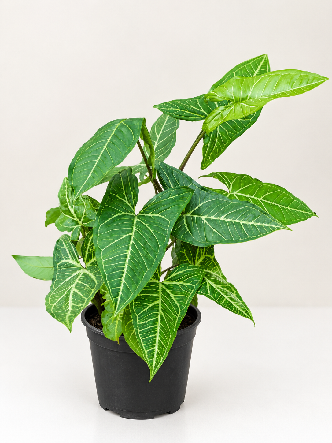 Syngonium podophyllum