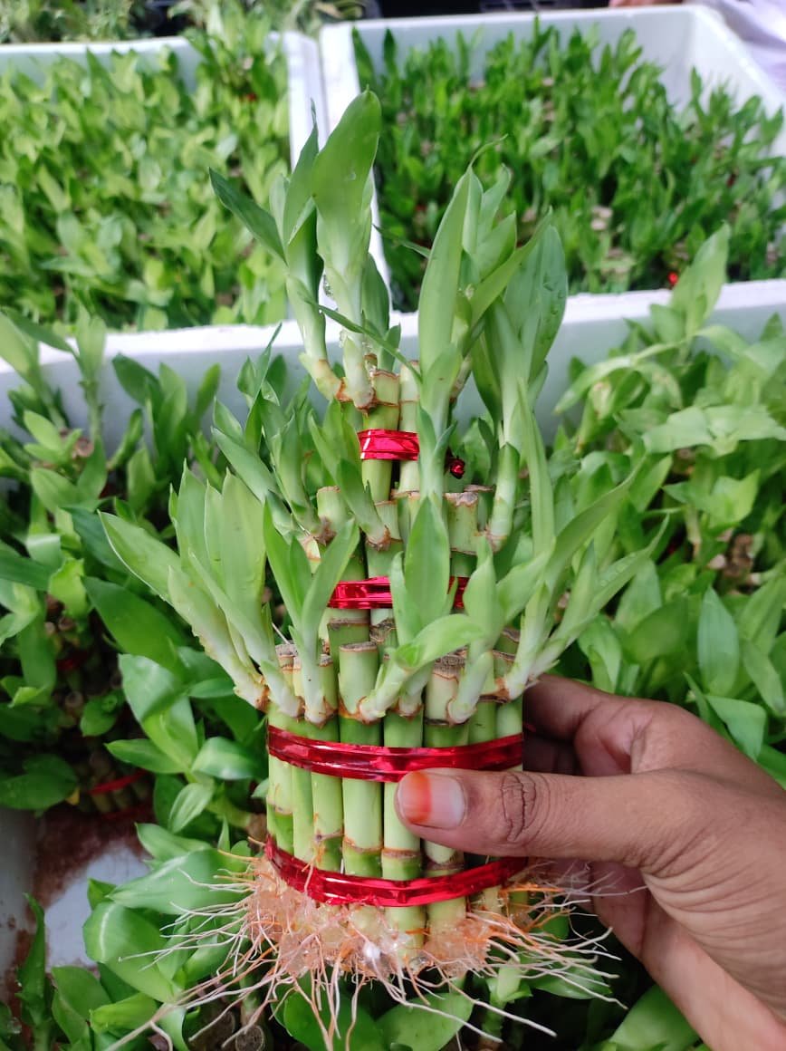 Lucky Bamboo 3 Layer -One Plant