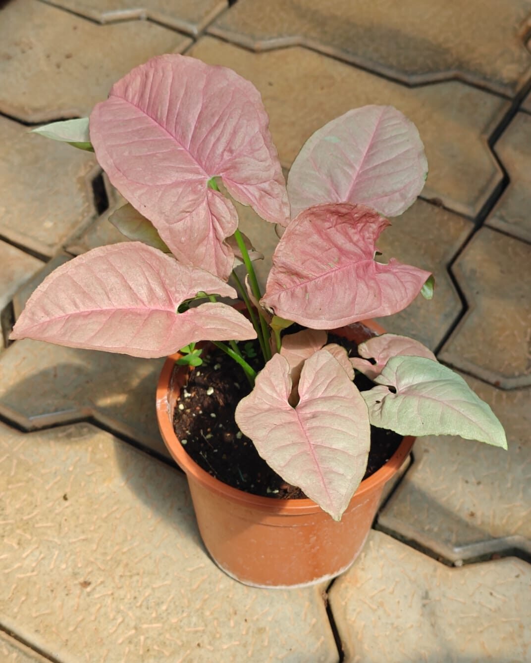 Syngonium Pink - Image 2